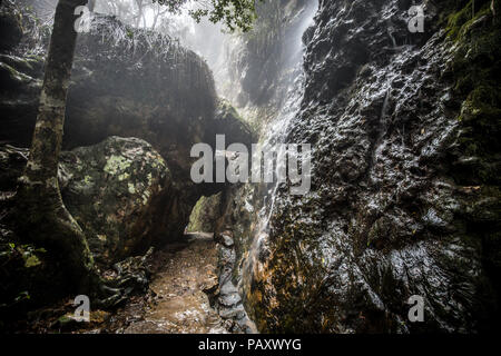 Twin Falls escursione nell'Springbrook National Park, Queensland, Australia Foto Stock