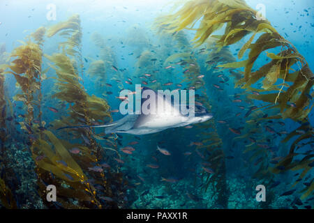 Un California bat ray, Myliobatis californica, nuoto attraverso un gigante di kelp forest, Macrocystis pyrifera, Santa Barbara Island, California, USA, Pacif Foto Stock