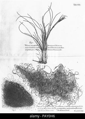 Un viaggio alle isole di Madera, Barbados, Nieves, S. Christophers e Giamaica Foto Stock