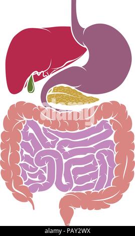 Anatomia umana Apparato Digerente Schema tratto Illustrazione Vettoriale