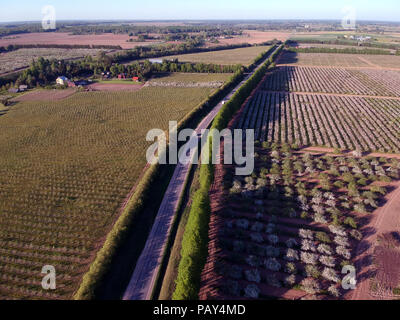 Vista aerea sopra la strada e la fioritura del melo Orchard Foto Stock