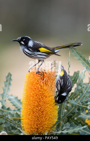 New Holland Honeyeaters nettare alimentazione su Banksia fiore. Foto Stock
