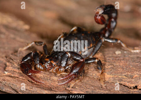 Scorpione in legno Foto Stock
