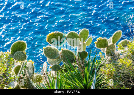 Cactus crescendo alla ripida rocciosa costa di Dubrovnik con un verde il sacchetto in plastica incollato sulle spine di uno degli impianti. Le materie plastiche sono disastro ecologico Foto Stock