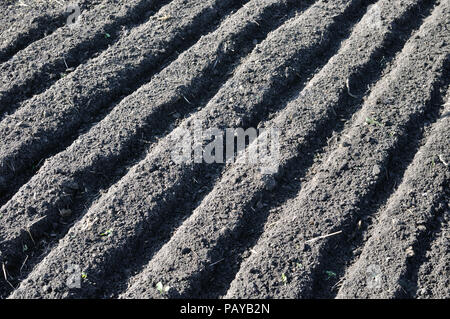 Campo Arato,nero terra, prima della piantagione Foto Stock