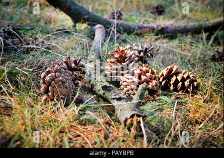 Pigne sul suolo della foresta intenzionale con profondità di campo Foto Stock