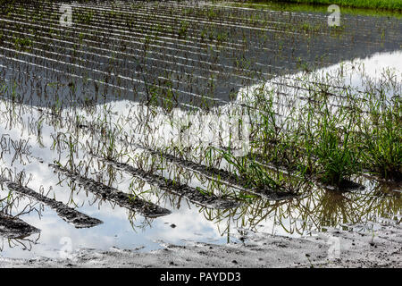 Allagato il campo di patate. Terreno agricolo dopo la pioggia sotto l'acqua. Agricoltura allagato i campi. Foto Stock