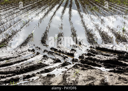Allagato il campo di patate. Terreno agricolo dopo la pioggia sotto l'acqua. Agricoltura allagato i campi. Foto Stock