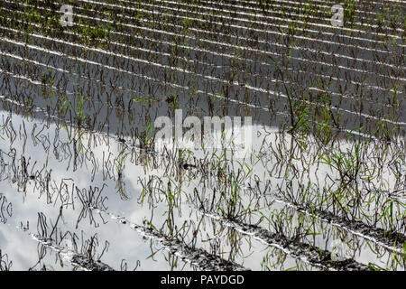 Allagato il campo di patate. Terreno agricolo dopo la pioggia sotto l'acqua. Agricoltura allagato i campi. Foto Stock