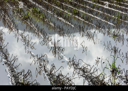 Allagato il campo di patate. Terreno agricolo dopo la pioggia sotto l'acqua. Agricoltura allagato i campi. Foto Stock