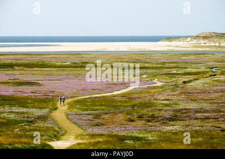 La vista dalla cima di una duna verso il Slufter riserva olandese sul isola di Texel, con un sandpath serpeggianti attraverso i campi di lavanda marina Foto Stock