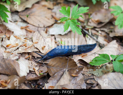 Bielzia coerulans blu crawl slug su foglie secche nella foresta. Blu dei Carpazi lumaca, vista dall'alto Foto Stock