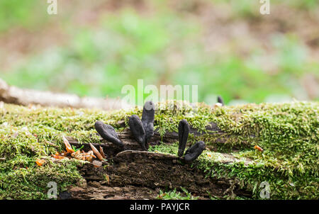 Fungo nero parassiti Xylaria polymorpha cresce su albero caduto. Spooky Dead mans dita funghi, saprobic fungo sul verde muschio. Mistero fantasy Foto Stock