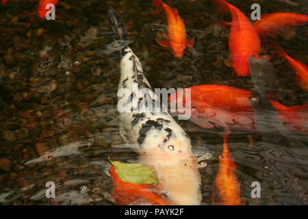 Carpe Koi e goldfish nuotare in un stagno entro Roath Park, Cardiff Foto Stock