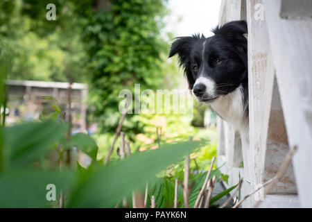 Border Collie, giovani donne, i colleghi attraverso una recinzione in Olanda. Foto Stock