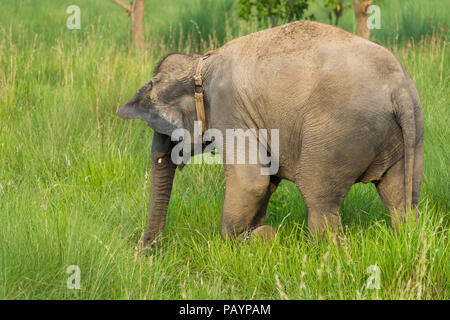 Elefante asiatico mangiare erba o alimentare nel selvaggio. Foto della fauna selvatica in Asia Foto Stock