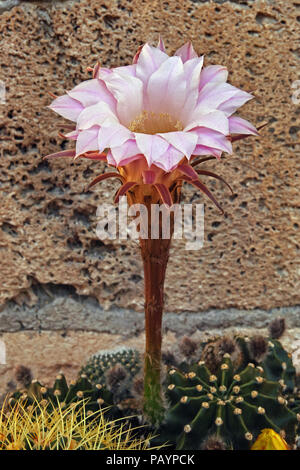 Fiore di cactus hedgehog, Echinopsis eyriesii Foto Stock