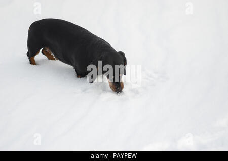 Giovane cane bassotto odore di neve fresca durante la riproduzione per esterno Foto Stock