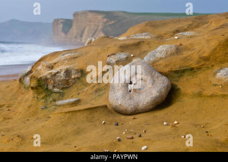 Ammoniti nelle rocce di arenaria sulla spiaggia sottostante tasto scogliera sulla Jurassic Coast in Dorset Foto Stock