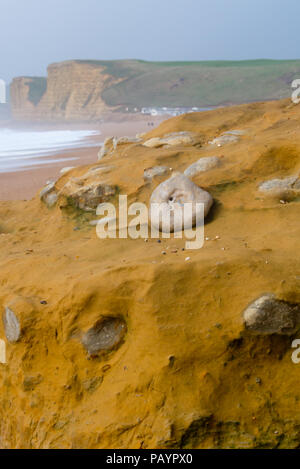 Ammoniti nelle rocce di arenaria sulla spiaggia sottostante tasto scogliera sulla Jurassic Coast in Dorset Foto Stock