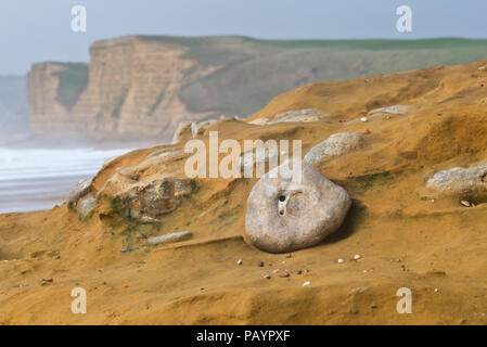 Ammoniti nelle rocce di arenaria sulla spiaggia sottostante tasto scogliera sulla Jurassic Coast in Dorset Foto Stock