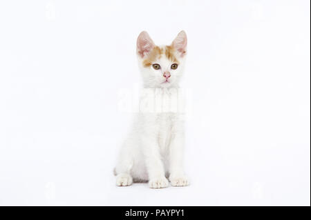 Animali, cat, orecchio, emozione, vuota espressione, occhi, giovani, domestici, animale domestico, il gatto domestico, gatti domestici, natur, la fauna selvatica, Foto Stock