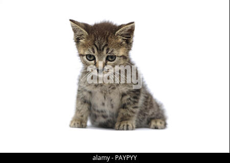 Animali, cat, orecchio, emozione, vuota espressione, occhi, giovani, domestici, animale domestico, il gatto domestico, gatti domestici, natur, la fauna selvatica, Foto Stock