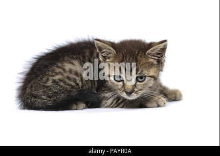 Animali, cat, orecchio, emozione, vuota espressione, occhi, giovani, domestici, animale domestico, il gatto domestico, gatti domestici, natur, la fauna selvatica, Foto Stock