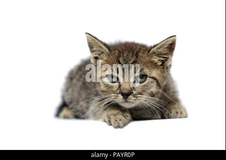 Animali, cat, orecchio, emozione, vuota espressione, occhi, giovani, domestici, animale domestico, il gatto domestico, gatti domestici, natur, la fauna selvatica, Foto Stock