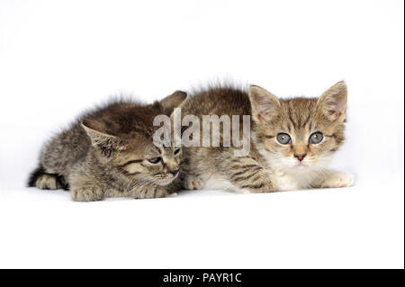 animali, gatti, orecchie, emozione, vuoto, espressione, occhi, giovani, domestici, animali domestici, gatti domestici, gatti domestici, quarantena, igiene, Foto Stock