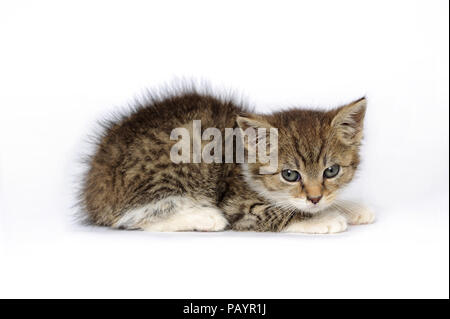 animali, gatto, orecchio, emozione, vuoto, espressione, occhi, giovane, domestico, animale domestico, gatto domestico, gatti domestici, europa, fauna selvatica, quarantena, igiene Foto Stock