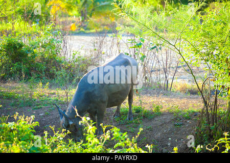 Buffalo sono mangiare erba e pianta piccola sul campo di fattoria in luce del sole di mattina. Foto Stock