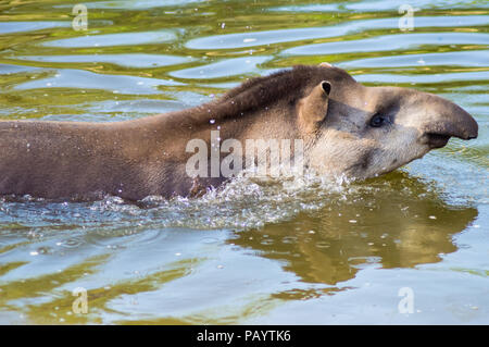 Il tapiro chi è il nuoto in acqua con la sua testa fuori dall'acqua in un parco in Belgio Foto Stock