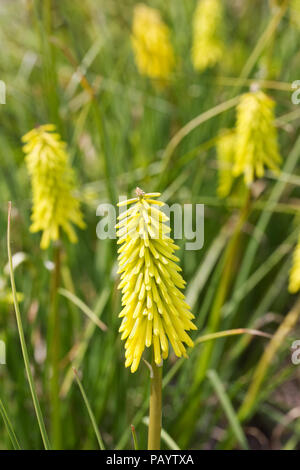 Giallo fiore di Kniphofia picchi. Foto Stock