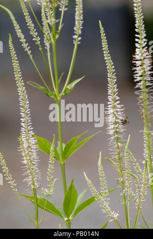 Punte sottili della fioritura estiva, rosa pallido perenni, Veronicastrum virginicum f. roseum 'rosa' incandescenza Foto Stock