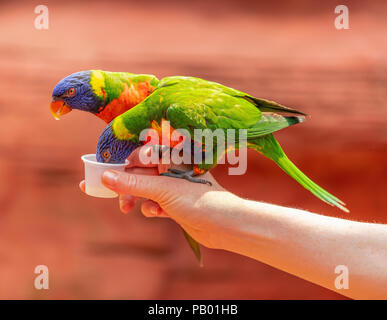 Rainbow lorikeet (Trichoglossus moluccanus) miele di bere da un bicchiere di carta in corrispondenza di Avifauna Zoo di uccelli, Alphen a/d Rijn, Paesi Bassi. Foto Stock