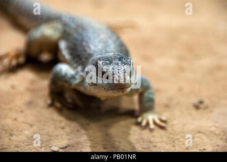 Ritratto di una piccola lucertola attorno a piedi Foto Stock