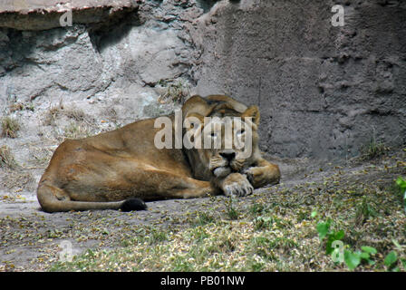 Lazy leonessa giacente in ombra in una calda giornata estiva Foto Stock