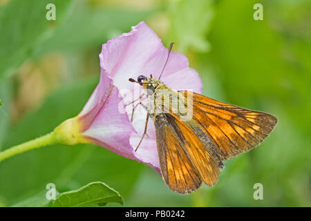 Maschio Skipper di grandi dimensioni (Ochlodes sylvanus) ritraendo la sua linguetta mentre si alimenta sul campo centinodia Foto Stock