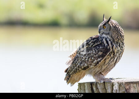 Bella Comunità gufo reale gli uccelli rapaci in piedi di profilo con copy-spazio. Il gufo ritratto paesaggio natura shot. Foto Stock