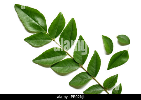 Fresche foglie di curry isolato su bianco Foto Stock