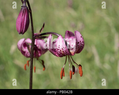 Martagon o Turk cappuccio del Giglio, Lilium martagon, close-up di fiori, crescendo nella prateria, Worcestershire, Regno Unito. Foto Stock