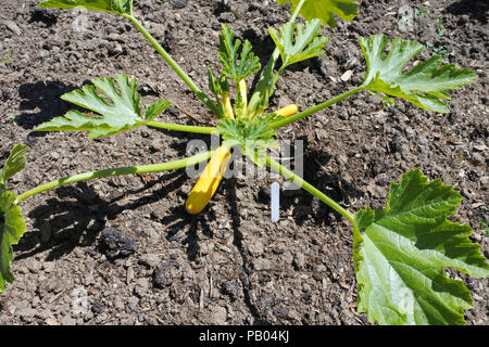 Giovani zucchina midollo/piante che crescono in un inglese un orto - Giovanni Gollop Foto Stock