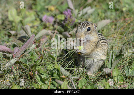 Tredici foderato di scoiattolo di terra, Ictidomys tridecemlineatus, Alberta, Canada Foto Stock