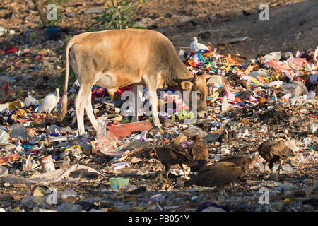 Mucca alla ricerca di cibo tra i rifiuti, con Catttle garzette, Bubulcus ibis e con cappuccio avvoltoi, Necrosyrtes monachus di presenze. La Gambia, Africa Foto Stock