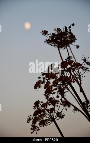 Luna crescente e hogweed seedheads in silhouette, sera, Lincolnshire, Inghilterra. Foto Stock