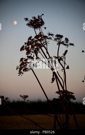 Luna crescente e hogweed seedheads in silhouette, sera, Lincolnshire, Inghilterra. Foto Stock