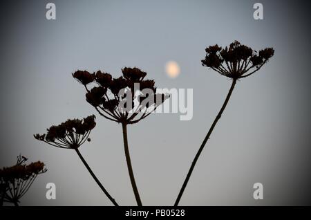 Luna crescente e hogweed seedheads in silhouette, sera, Lincolnshire, Inghilterra. Foto Stock