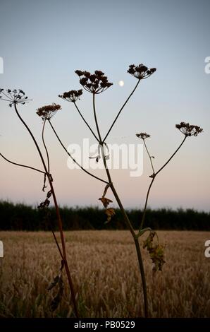 Luna crescente e hogweed seedheads in silhouette, sera, Lincolnshire, Inghilterra. Foto Stock