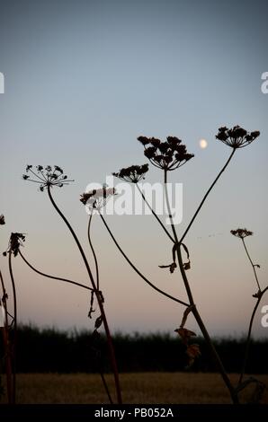 Luna crescente e hogweed seedheads in silhouette, sera, Lincolnshire, Inghilterra. Foto Stock